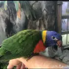 لوري مفقود