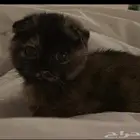 قطه سكوتش