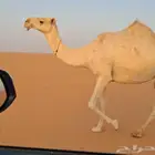 لقحه نظير