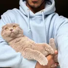 سكوتش دبل فولد