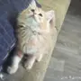 قطه صغيره للبيع ب 250 ريال مع قفصها .