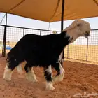 جذع نجدي صنف ((مشروع فحل))