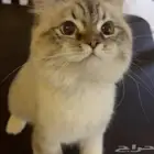 قط شيرازي امريكي للبيع