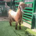 فحل عارضي ثني اصفر