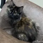 قطط ضائع لمن يجده مكافئة
