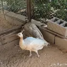 جوز طاووس أو طاؤوس نادر