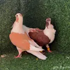حمام برابسة جوز منتج