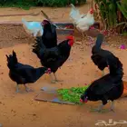 للبيع 7 دجاجات وديك