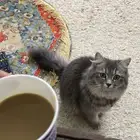 قطه شيرازي