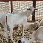 تيس بلدي جدع.. للبيع