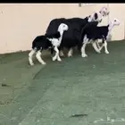 نجد مواليد