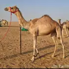 جذعه مصعد شكل وسلاله وعلى الشروط