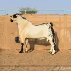 تيس فحل بابوري صنف الصنف