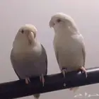 روز زوجين