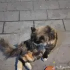 قطه شكلها ضايعه