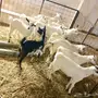 تيوس وجفار بيشيات سمان 