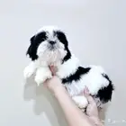 Small breeds toy size puppy available for sale