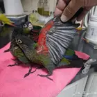 جوز كريمسون تحته 5 فروخ