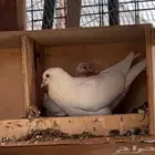 زغاليل لاحم فرنسي