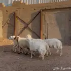 طليان للبيع