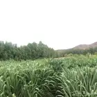 شتلات بونيكام كبيره للبيع شامل التوصيل