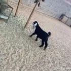 تيس