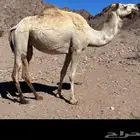 للبيع لقاح