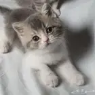 للبيع سكوتش
