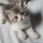 للبيع سكوتش