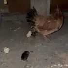 دجاجة معها 7 صيصان