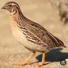 سمان او فري