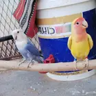 روز