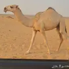 قعود طيب