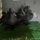 زوج رقاص منتج فاخر