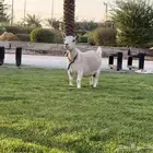 للبيع ماعز قزم