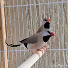 جوز شفتيل فينش ( ابو رمح )