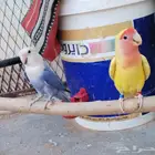 جوز روز 555