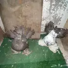 زوج رقاص هندي منتج