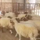 خرفان للبيع النعيرية