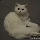 قطه للتزاوج مهجن هملايا وسكوتش