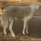 للبيع فحل حري صنف درجه اولى