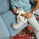 Two Male Luxury Breed Cats (Himalayan British Longhair)