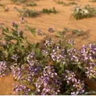 مطلوب بذور قحويان وخزامه جمله وجميع انواع البذور يراسلني