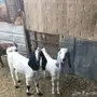 جفرتين للبيع. 