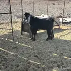 تيس عارضي مشروع فحل