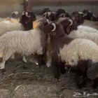 طليان نعيمي