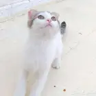 انثى كيتن سكوتش فولد للبيع