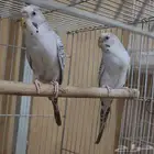 بادجي بال فالو بفروخه