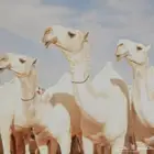 مطلوب ابل وضح ضغط عالي اللي عنده يرسل