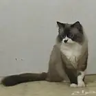 إسكان الحصمه